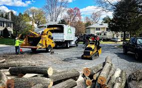 Best Tree Maintenance Programs  in Payson, UT