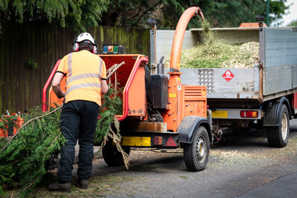 Best Tree Removal  in Payson, UT